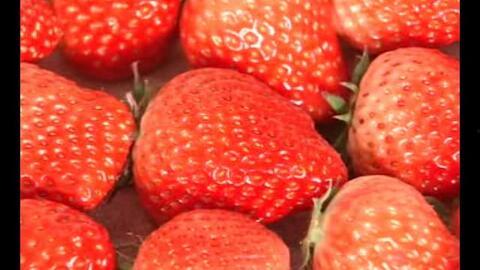 草莓国产视频,探寻本土草莓种植的魅力与风采