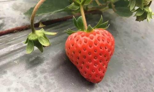 草莓国产视频,探寻本土草莓种植的魅力与风采